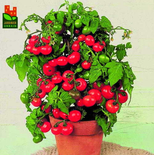  Tomate Tiny Tim