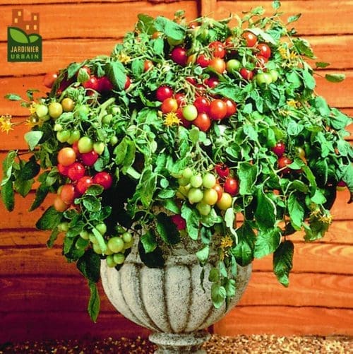  Tomate Tumbler F1