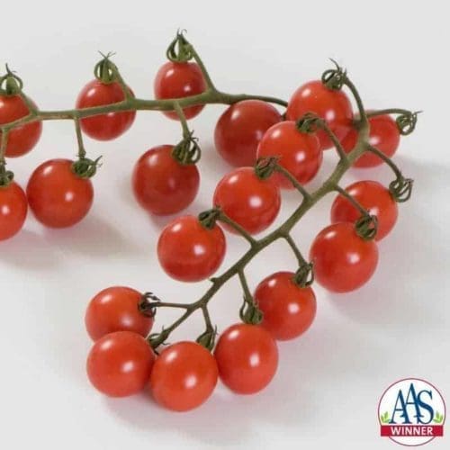  Tomate Jasper F1