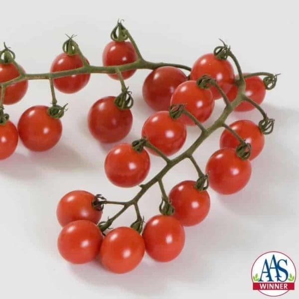 Tomate Jasper F1