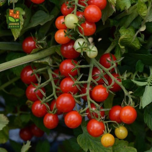  Tomate Candyland F1