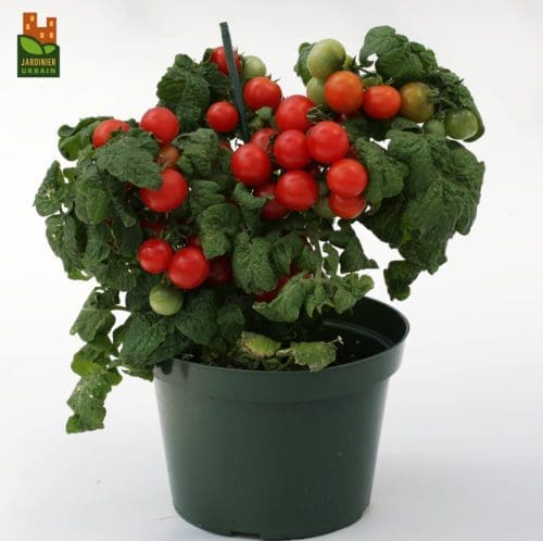  Tomate Sweet’N’Neat F1 Écarlate