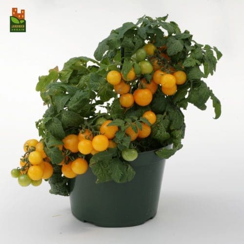 Tomate Sweet’N’Neat F1 Jaune