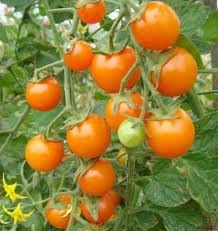  Tomate Sun Gold F1