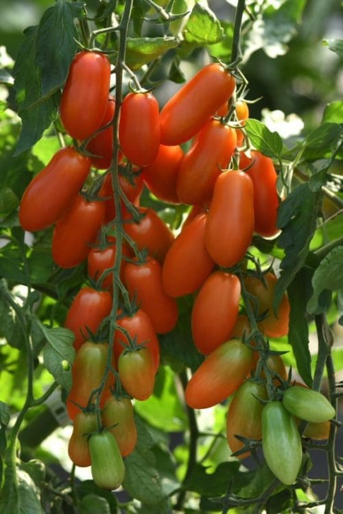  Tomate San Marzano Marzito F1