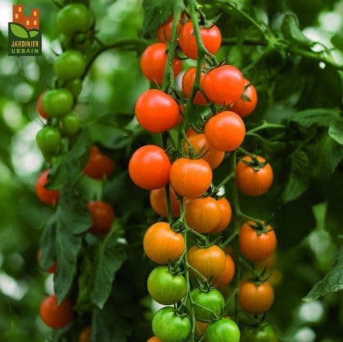 Tomate Toronjina F1