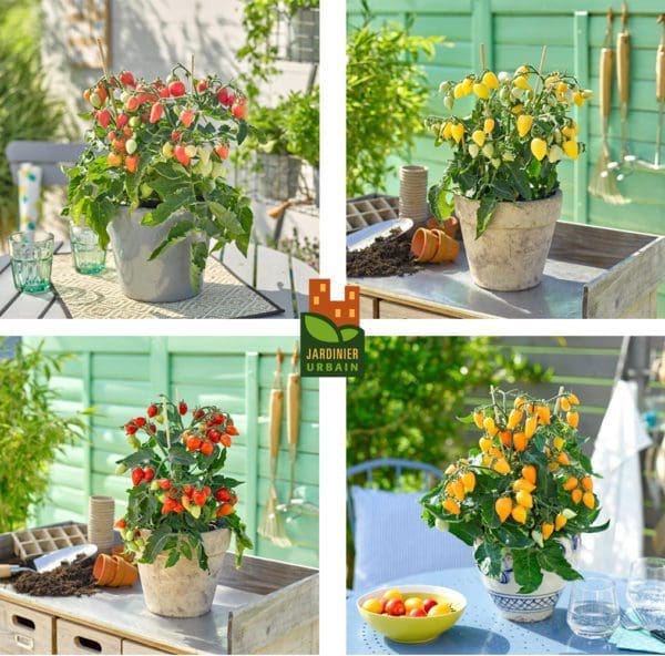 Tomate Plumbrella F1 mélange