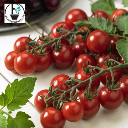  Tomate Profi Frutti Cherry F1