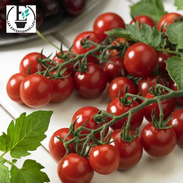 Tomate Profi Frutti Cherry F1