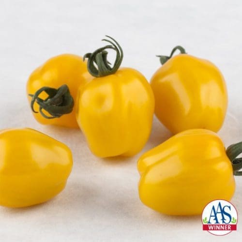  Tomate Apple Yellow F1