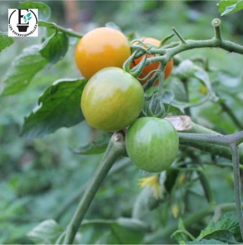  Tomate Orangeto F1