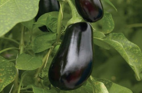  Aubergine de Serre Scorpio F1