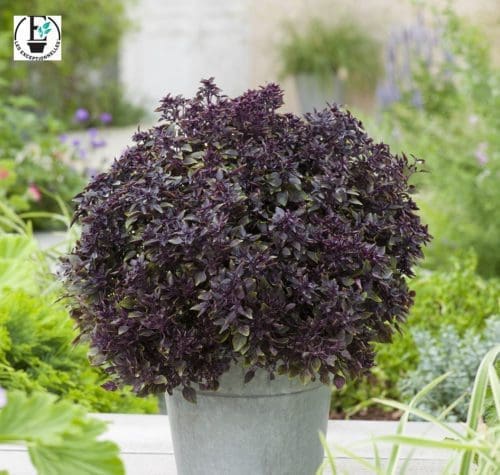  Basilic Purple Ball