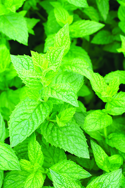  Menthe Poivrée
