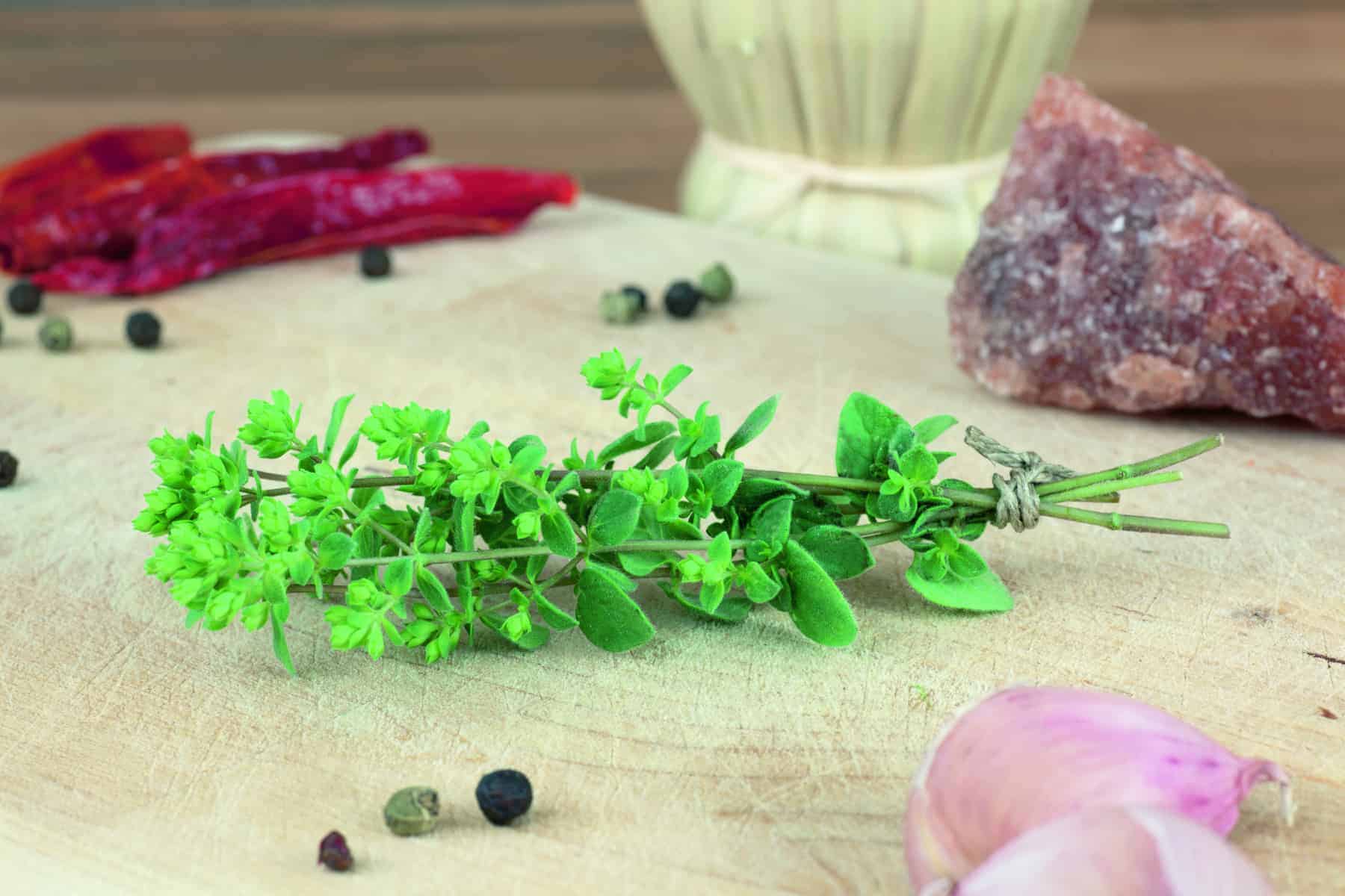 Origan Cleopatra – Image 2