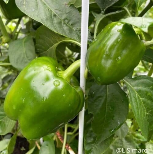  Poivron doux Greenbell F1