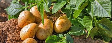 Les pommes de terre