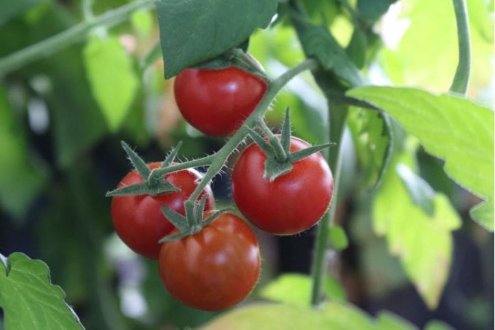 Comment identifier et traiter les maladies des plants de tomates
