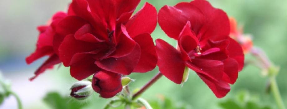 Géranium / Pélargonium : Conseils d’entretien