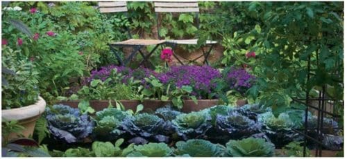 Insecticide naturel à fabriquer à la maison