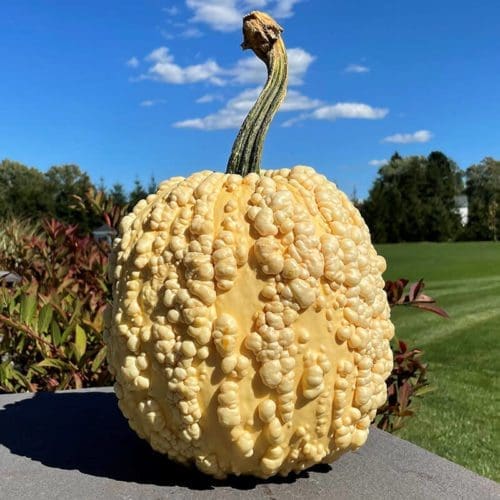  Citrouille Popcorn F1 Blanche (Verruqueuse)