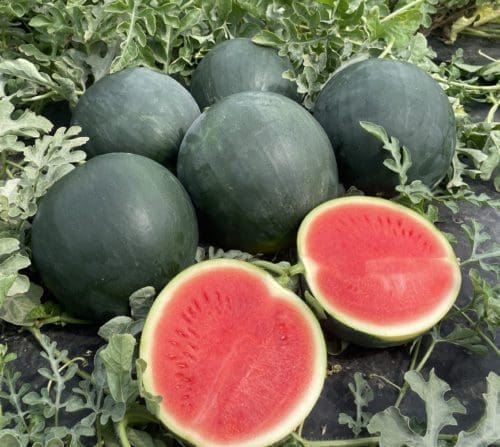  Melon d’eau Tyrion F1