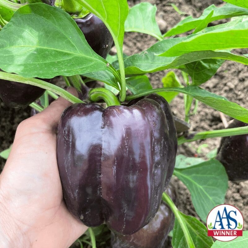 Poivron Dragonfly F1