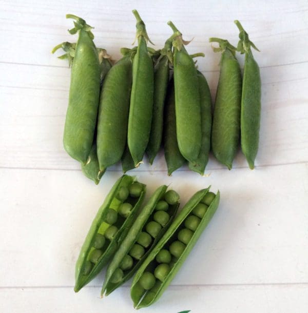 Pois Spring