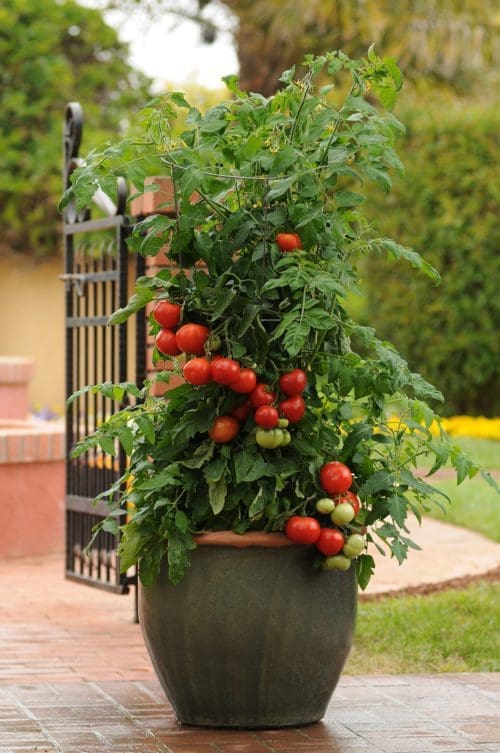  Tomate Homeslice F1 Collection Patio