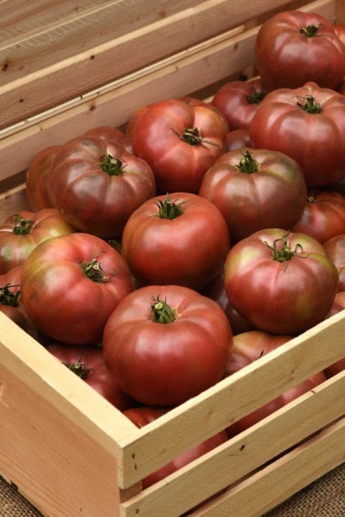  Tomate DarkStar F1