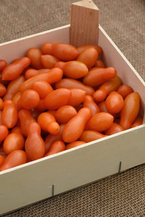  Tomate Sun Dipper F1