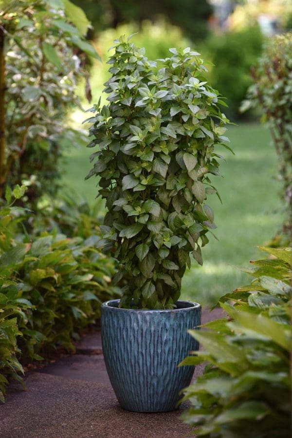 Basilic Everleaf Thai Towers