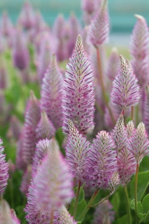  Ptilotus Maltida