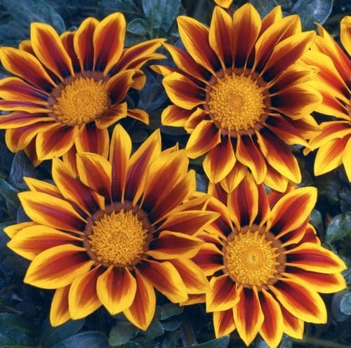  Gazania Kiss™ Golden Flame F1