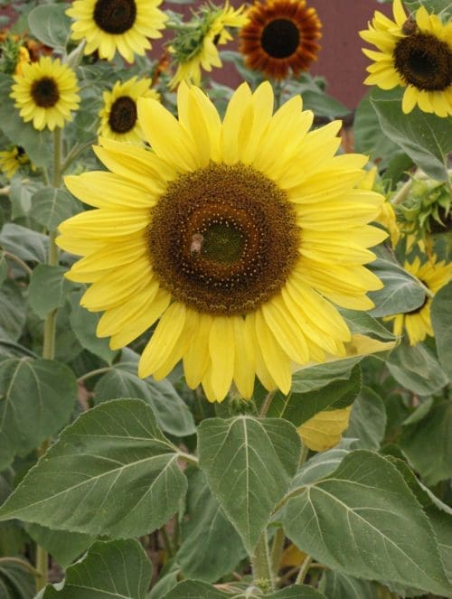  Tournesol Lemon Queen