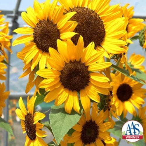  Tournesol Concert Bell F1