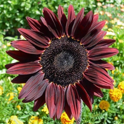 Tournesol Chocolat Cherry