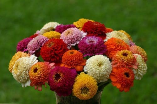  Zinnia Zinderella Mix