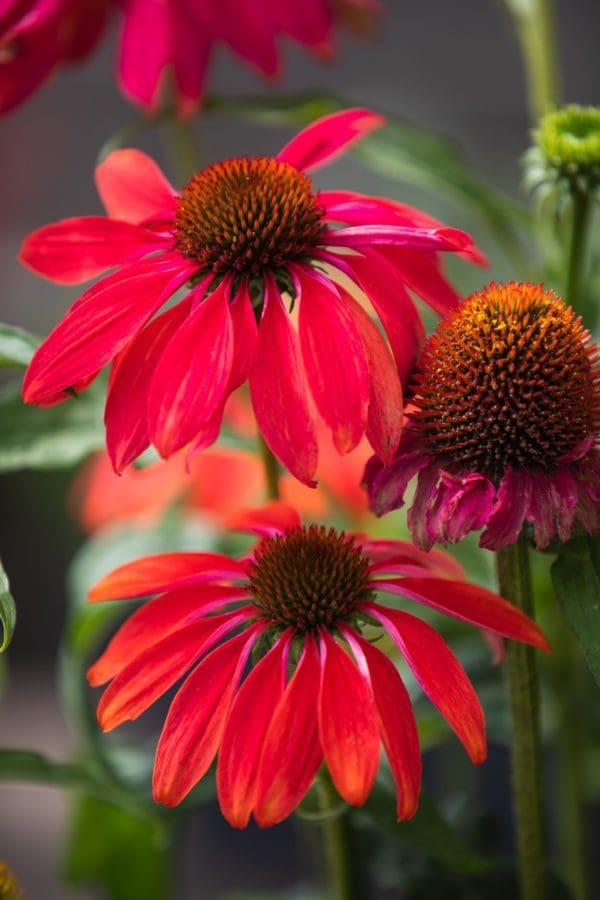 Échinacée PollyNation Orange Red