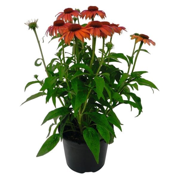Échinacée PollyNation Orange Red – Image 2