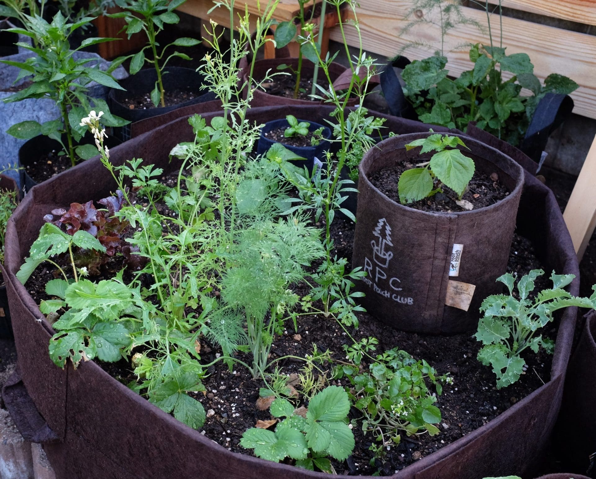 Filet de jardin pour plante grimpante