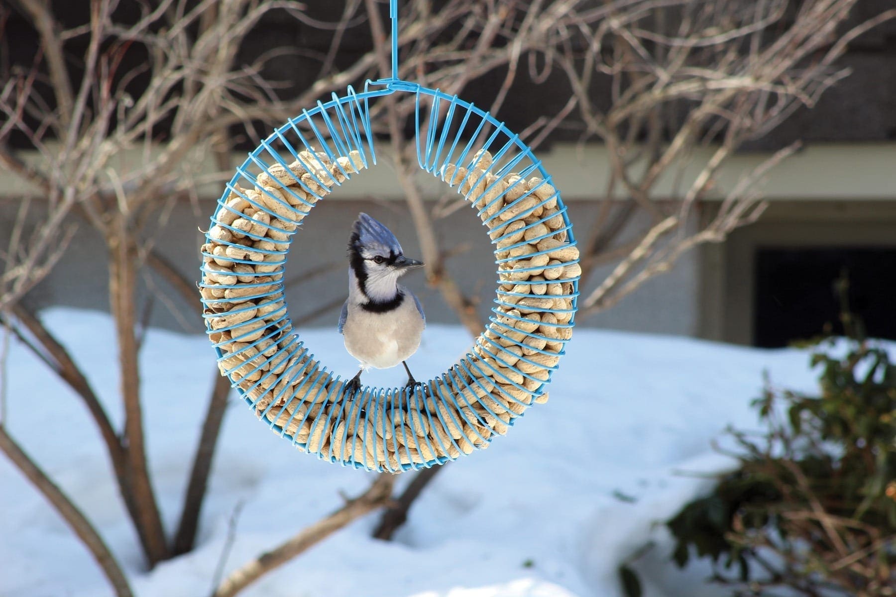 Mangeoire pour colibris en verre