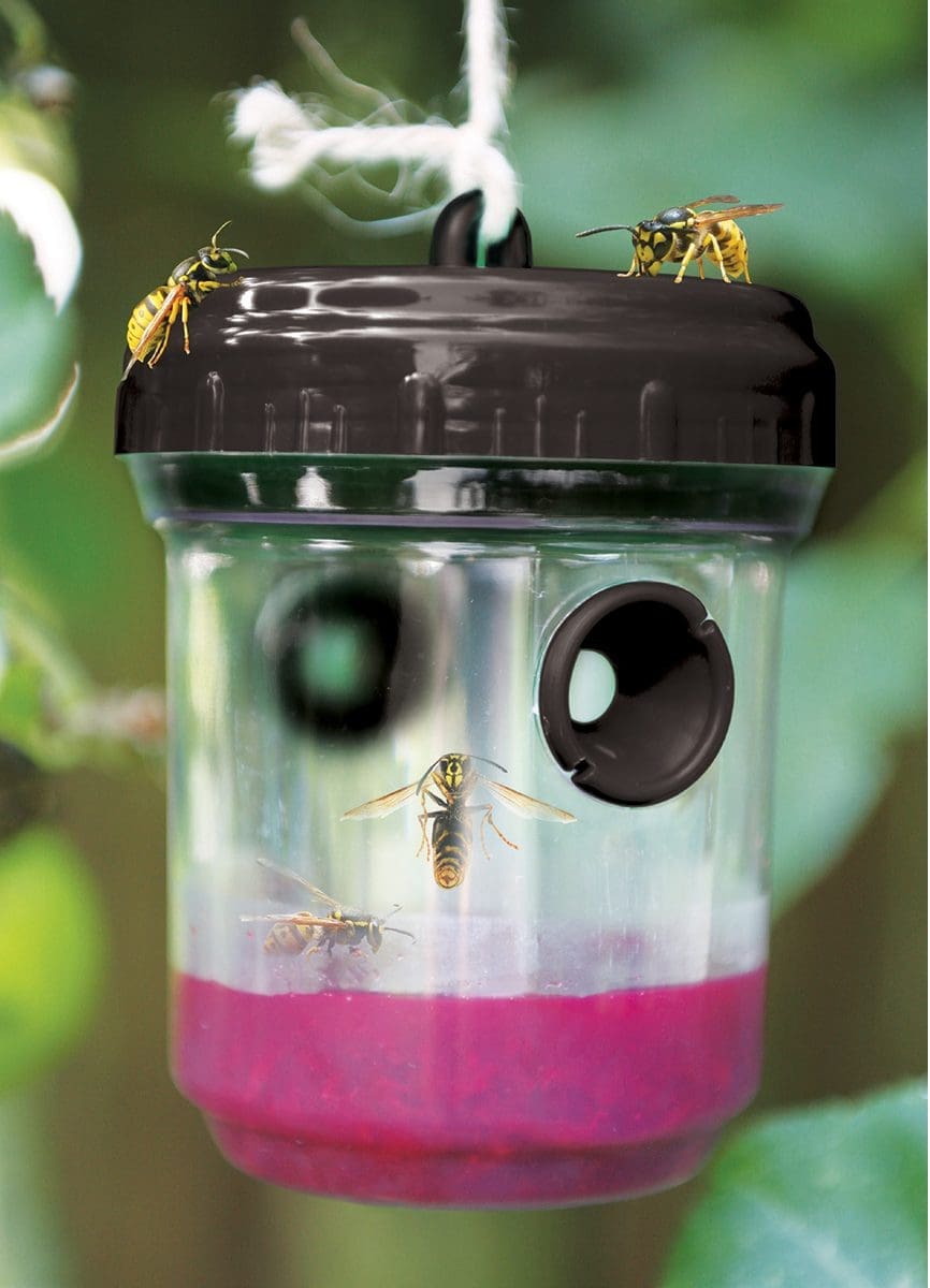 Piège à guêpes