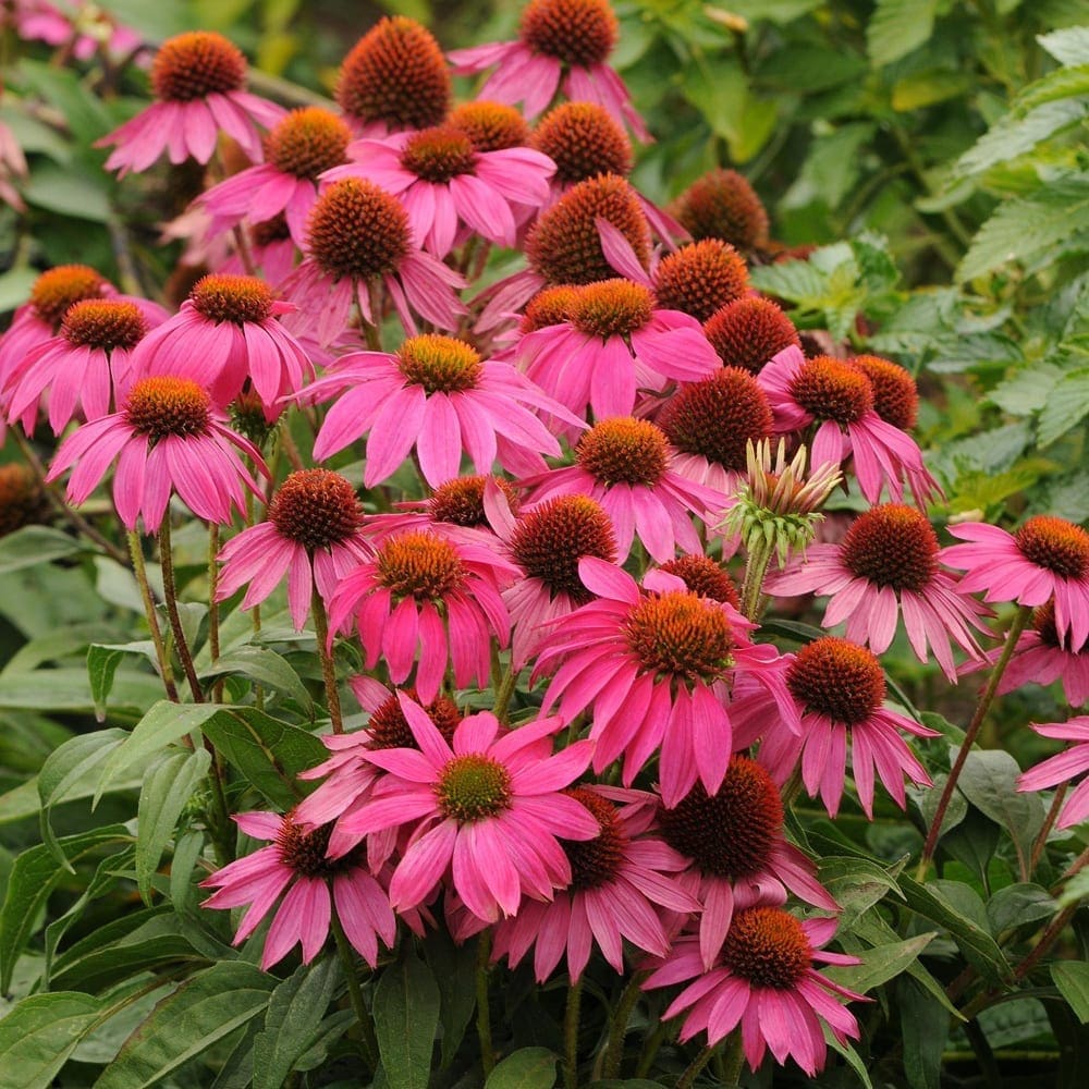 Échinacée PowWow® Wild Berry