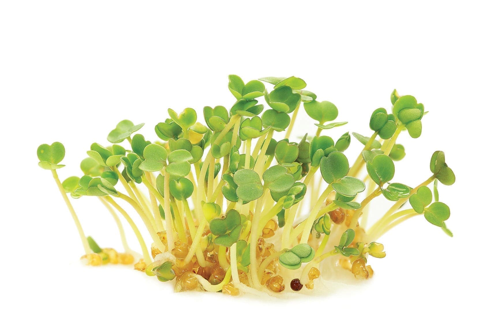 Basilic Everleaf (Genovese)