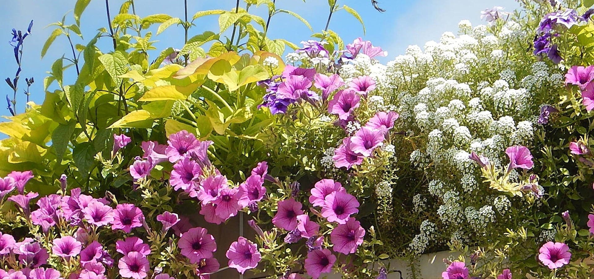 Alyssum Wonderland® Deep Rose