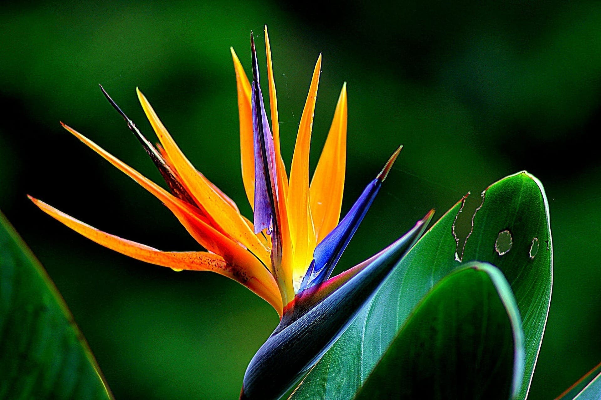 Oiseau du Paradis – Strelitzia reginae