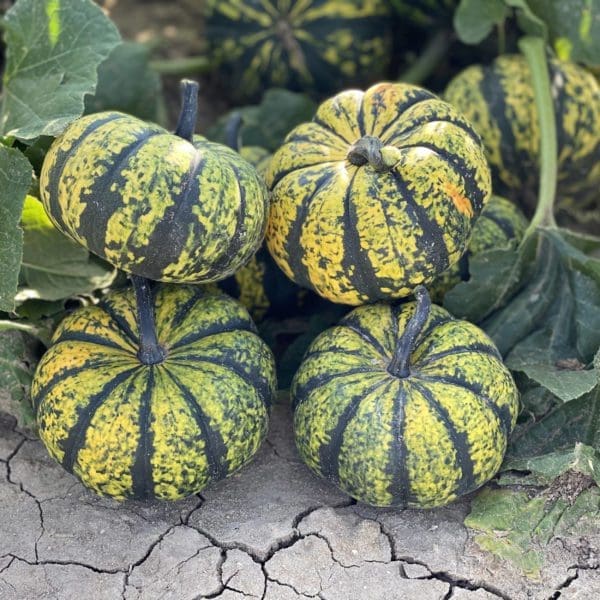 Citrouille Phantomita F1