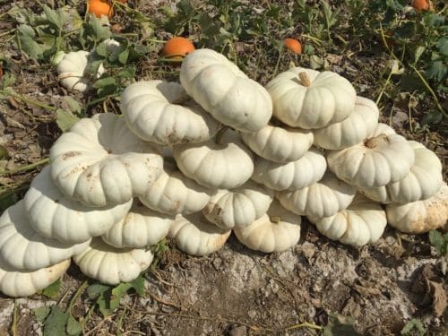  Citrouille Moon Stacker Blanche F1