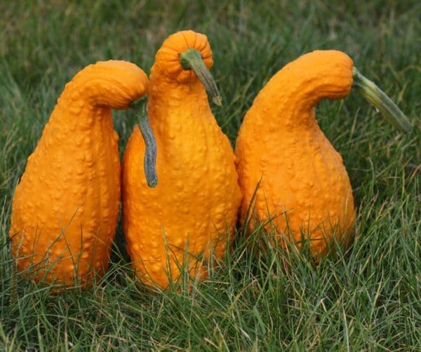 Courge Ornementale Ga Ga Ga F1
